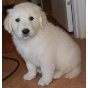 Charming Golden Retriever Puppies For XMass!