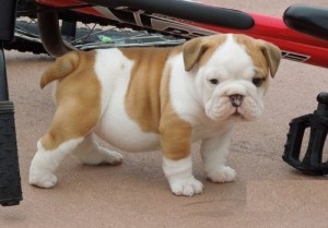 Top Quality, Kc Reg, Pedigree Bulldog Puppies For Xmass