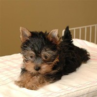 Nice babies face Adorable Teacup Yorkie puppies for adobtion contact via sms (208)826 7253