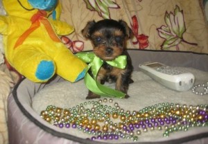 Male and Female Tea Cup Yorkie Puppies