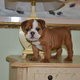 english bull puppy