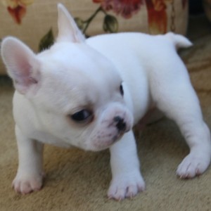 French bulldog puppies