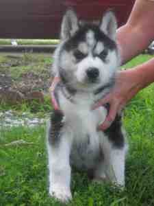 3 Splendid Male and Female Siberian husky puppies