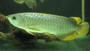 x-mas super red, asian arowana, jardini arowana, chili red, golden arowana and others text us at 7027587991