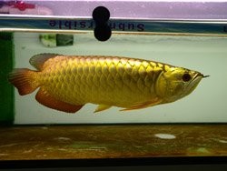 Aquarium Arowana fishes like Asian red,Super red,Chili Red,24k golden and others text us at 702758799