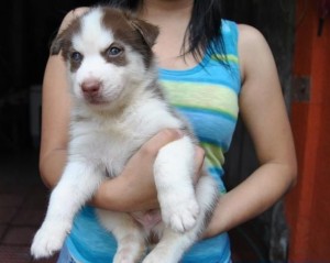 ##WOW Lovely X-MASS Siberian Husky Puppies In Need Of A Good X-MASS Home.