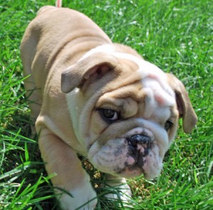 Cute English Bull dog Puppies Need New Homes ASAP.