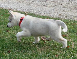 Beautiful Siberian Husky Puppies