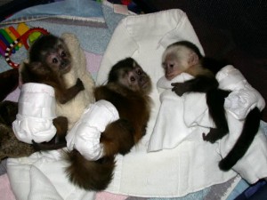 lovable capuchin monkeys for adoption