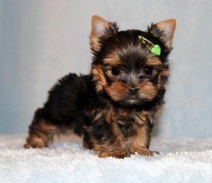 Bella Teacup Yorkies For  X-mas,Text Teacups to (805) 904-0878