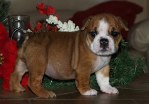 beautiful english bulldog for free adoption (213)529-0109