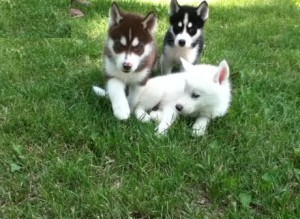 Affectionate male and female siberian husky puppies with pedigree Text us at (307) 298-6366