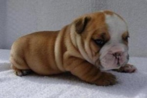 AKC  English Bulldog Puppies for adoption