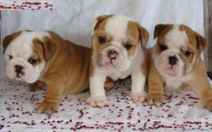 Top Quality English Bulldog Puppies (AKC Registered)