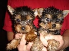 X-MAS Healthy yorkshire terrier Puppies For Free Adoption