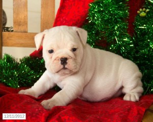 FREE (ADORABLE) WELL TRAINED ENGLISH BULLDOG PUPPIES FOR ADOPTION.