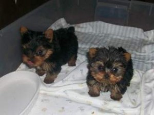 x-mas teacup yorkie puppies for adoption .  text or cal(647) 795-7368