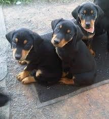 Home breed doberman puppies