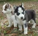 x mas siberian husky puppies (209) 856-7290