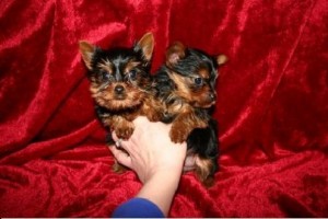 TEACUP YORKIES AVAILABLE