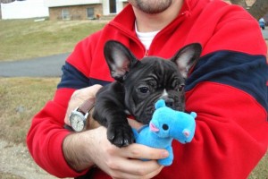 x-mas  french bulldog puppy for adoption .  text or cal(647) 795-7368