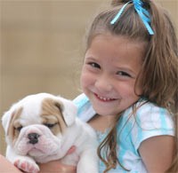 guarantee English Bulldog puppies