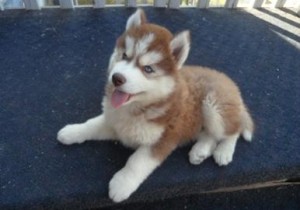 very playful Siberians husky puppies for sale