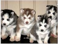 Great  siberian husky for christmas. text us at (307)271-6715