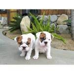 Beautiful Charming Christmas Gift Present.Male And Female English Bulldog Puppies For Sale Now Ready To Go Home