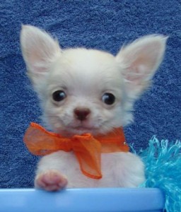 charming chihuahua  puppy for good homes