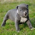 American Pit Bull Terrier