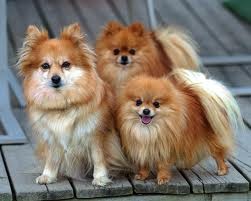 Great Pomeranian for christmas. text us at (307)271-67