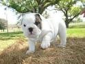 GORGEOUS AND ADORABLE X.MASENGLISH BULLDOG PUPPIES FOR FREE