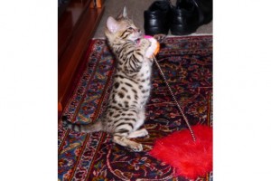 amazing bengal kitten for adoption