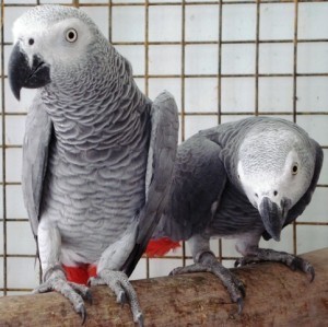 african grey parrots and macaw for adoption