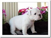 Awesome and Lovable English Bulldog Puppies For Adoption 2098317361