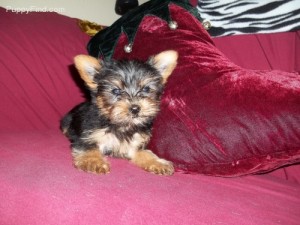 Great family Yorkshire Terrier puppies