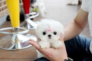 Male and Female teacup maltese pups for home adoption.