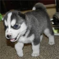 cute Siberian Husky puppies for adoption .