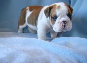 sweet english bulldog puppies ready to go