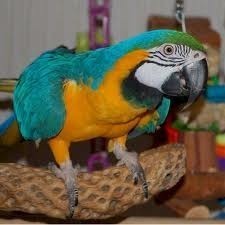 Good looking two blue and gold macaw parrots for free adoption ready for X-Mas.Get to me for more information.