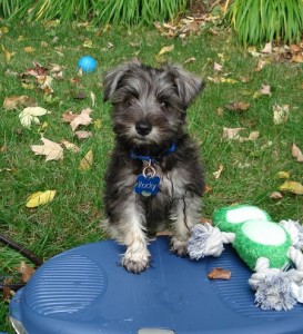 Rocky the Mini Schnauzer puppy for you this Christmas