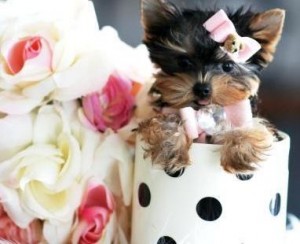 CUTE AND LOVELY YORKIE PUPPIES FOR GOOD HOMES