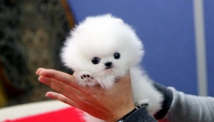 Elite Quality Teacup Pomeranian Puppies.