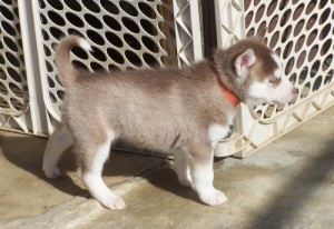 A Must See Litter Of Siberian Husky Pups