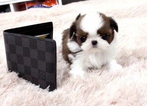 Premium Teacup SHIH TZU Puppies for XMAS