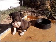 Blue Nose American Pit Bull Terrier Puppy Available