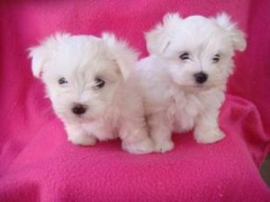 cute adorable maltese puppies ready for re homing