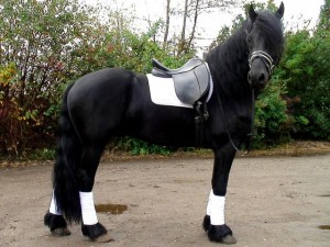 WOW CHARMING CHRISTMAS FRIESIAN HORSE FOR YOUR KIDS IN CHRISTMAS