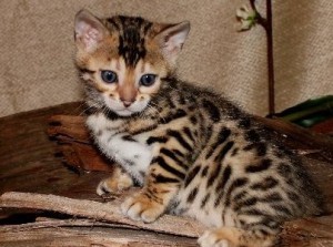 Great Personality Xmas Male And Female bangal Kitten For Sale.